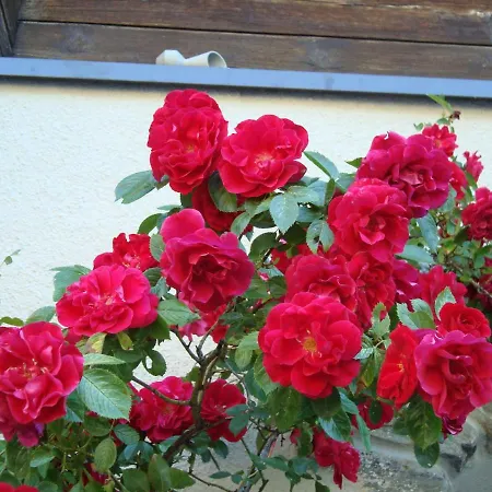 Restaurant Alpenblick Gasthof Ernen