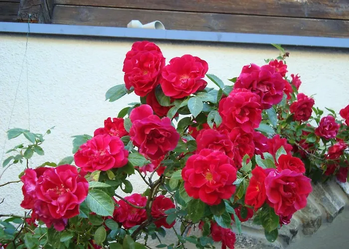 Restaurant Alpenblick 宾馆 Ernen